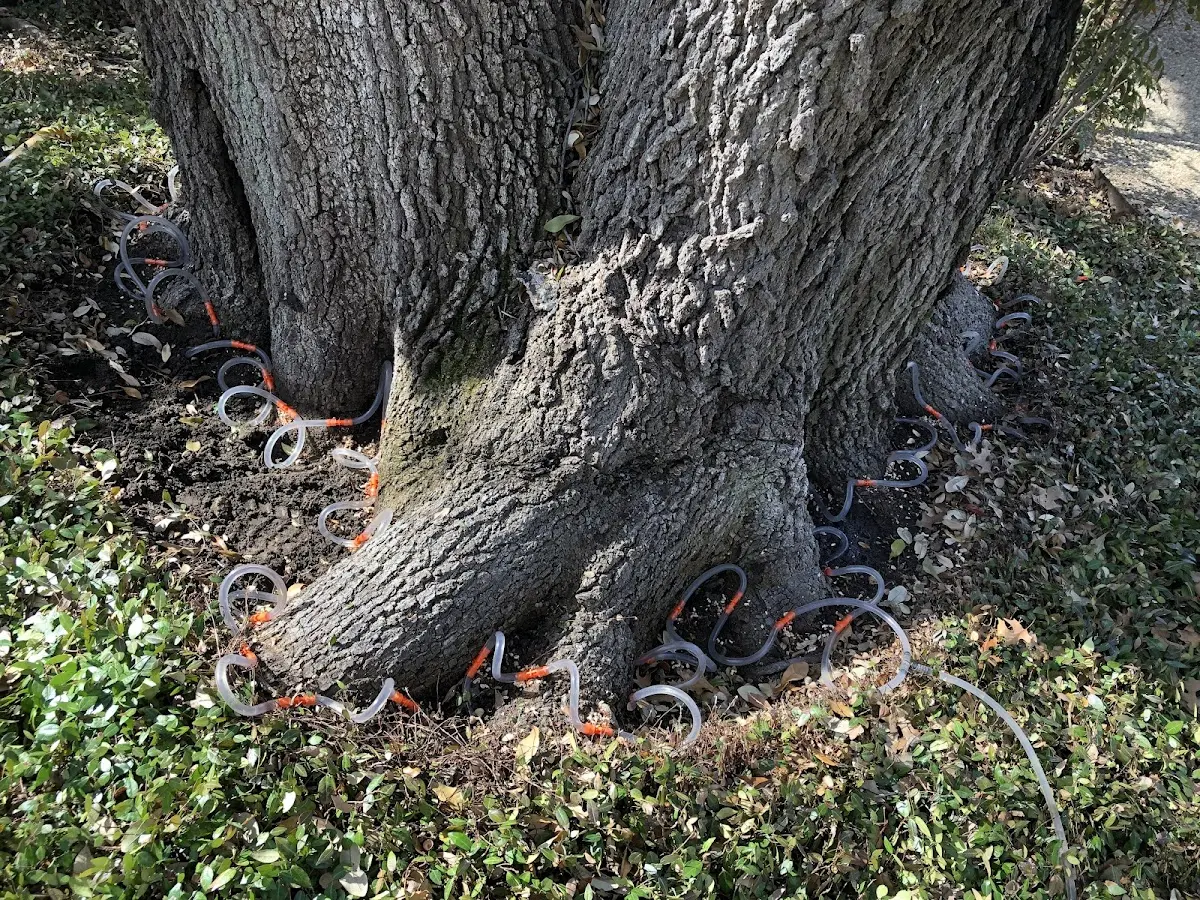 Detailed Tree Cabling and Bracing job site in Paradise Valley